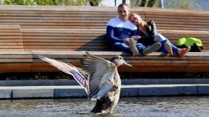 На городских водоемах установят почти 200 плавучих домиков для уток. Фото: Антон Гердо «Вечерняя Москва»